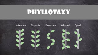 Types of Phyllotaxy  Plant Biology [upl. by Aynotahs]