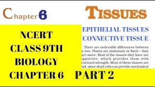 Part 2 TISSUESEPITHELIAL TISSUE AND CONNECTIVE TISSUE Class 9 Science Chapter 6 Biology CBSE NCERT [upl. by Kumar]