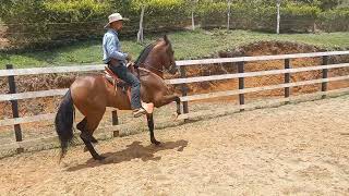 caballo costarricense de paso vallenato [upl. by Etnwahs949]