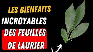 Les bienfaits de feuilles de laurier sur la santé BoostNaturel Pursanté [upl. by Einnahpets]