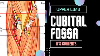 CUBITAL FOSSA [upl. by Thatcher559]