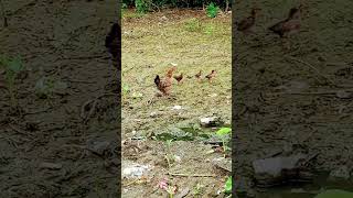 ek murgi ki kahani😜🫣😳😱🐓🐤 [upl. by Asirak]