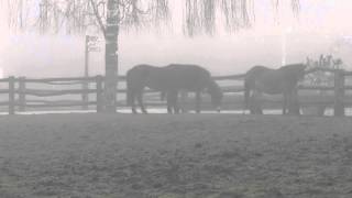 ExmoorPonies im Nebel [upl. by Anayit]