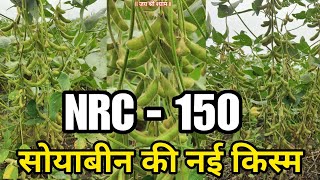 NRC  150 सोयाबीन की नई किस्म  NRC 150 सोयाबीन की जानकारी  सोयाबीन को नई किस्म  NRC150 Soyabean [upl. by Duong]