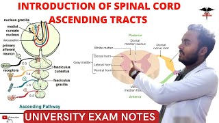 Spinal Cord  Ascending Tracts  CNS Physiology [upl. by Edmon]