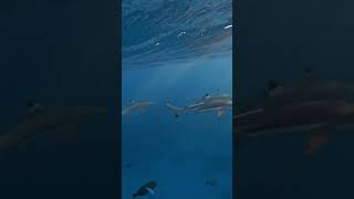 Short Sunset Serenade  Diving with Majestic Blacktip Sharks in Guam [upl. by Einram]