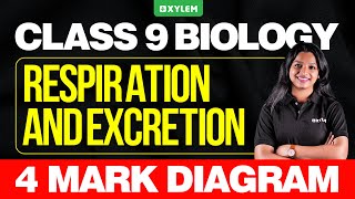 Class 9 Biology  Respiration and Excretion  4 Mark Diagram  Xylem Class 9 [upl. by Ahsikad]