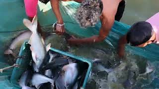 pangasius fish ।। harvested of the pangasius fish [upl. by Fasa]