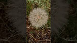 Интересное красивое соплодие козлобородника большой одуванчик Interesting beautiful large dandelion [upl. by Sproul]