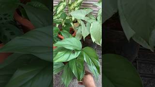 Beautiful fenestration stated in monstera ytshorts viral relaxing nature stressfree subscribe [upl. by Nikolaus]