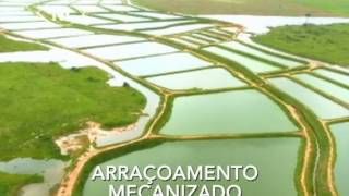 CRIAÇÃO DE TAMBAQUI EM RONDÔNIA NOVA ESPERANÇA [upl. by Earl]