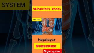 Alimentary Canalthestoryofthehumanbody humananatomy biology [upl. by Nerrak]