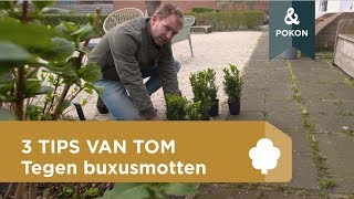 Tips van Tom 3 hacks tegen de buxusmot [upl. by Alsi538]