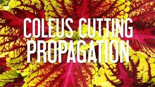 Coleus Cutting Propagation [upl. by Leugar]