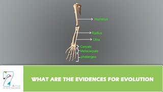 WHAT ARE THE EVIDENCES FOR EVOLUTION PART 01 [upl. by Chrysa]