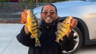 Ontario perch fishing Lake Simcoe [upl. by Petr237]