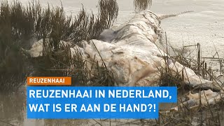 Weer REUZENHAAI AANGESPOELD Het is een beetje als Jaws in je achtertuin [upl. by Htezil]