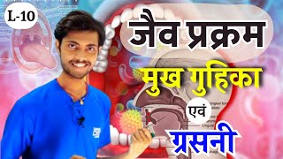 Life processes class 10 biology  Mouth And Buccal Cavity  मुख एवं मुख गुहिका  Digestive System [upl. by Ttezil]