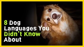 Eight Essential Dog Languages and Signals Every Dog Owner Should Know [upl. by Eybbob222]