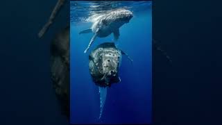 blue whale sound bluewhale videoshort creatureofthedeep [upl. by Adnaram426]