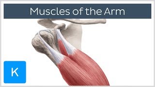 Muscles of the arm  Origin Insertion amp Innervation  Human Anatomy  Kenhub [upl. by Elspet968]