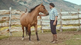 Wild Patagonian Horse Is Masterfully Tamed  Wild Patagonia  BBC Earth [upl. by Nonah72]