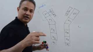 Immunology Lecture 12 Part 1 Immunoglobulins [upl. by Witha]