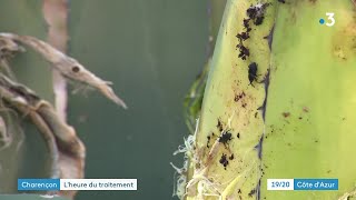 Charançon chenilles pyrale  comment à Menton on lutte contre ces insectes ennemis des jardins [upl. by Emelda]