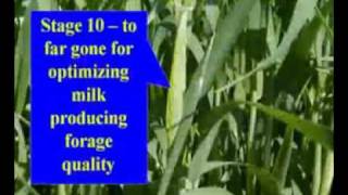 Triticale as Quality Forage Video 3 [upl. by Ntsud356]