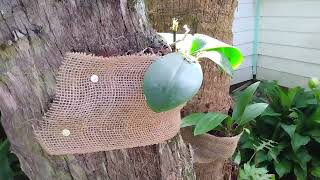 Fastest Way To Attach Orchids To Your Trees [upl. by Laurice]