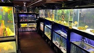 FISH ROOM TOUR  30 AQUARIUMS IN BASEMENT FISH ROOM [upl. by Eduino844]