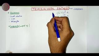 Triacylglycerol Synthesis  Lipid Metabolism  Doctor Z [upl. by Htenay]