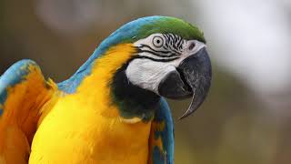 Blue and yellow macaw sounds [upl. by Odraude]