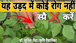 उड़द के पत्ते सिकुड़ रहे है क्या करें  Herbicide Phytotoxicity in Blackgram khetikadoctor urad [upl. by Magdaia]