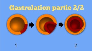 Biologie animale  Gastrulation partie 22 cas des amphibiens [upl. by Ier]