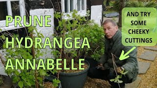 PRUNING HYDRANGEA ANNABELLE [upl. by Heater]