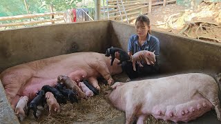 Mother pig almost lost her life while giving birth Miraculously the piglets were born Ep 208 [upl. by Aizitel]