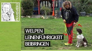 Welpen richtig erziehen ➡️ Welpe Leinenführigkeit beibringen ➡️ Praxisvideo ✔️ [upl. by Ahsaei]