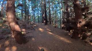 One Of The Steepest Trails I have Ridden Pine Line Cable Bay Nelson [upl. by Aiciles]