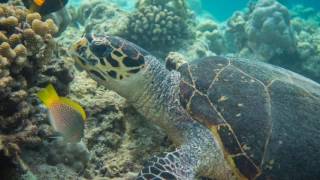 Diving amp Snorkeling in Ellaidhoo Maldives by Cinnamon April 17 [upl. by Koa337]