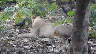 Asiatic Lions  A Roaring Comeback and the Challenges Ahead  Think Wildlife Foundation [upl. by Leonidas]