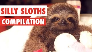 Silly Sloths Video Compilation 2017 [upl. by Llehsar84]