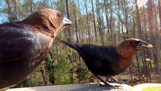 Get a Closer Look at the Fascinating Brownheaded Cowbirds [upl. by Ijok986]