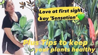 Spathiphyllum Sensation  Tips To Keep Your Plants Healthy🌱 Basic Care [upl. by Johna]