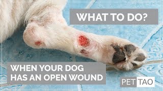 Treating Open Wounds on Your Dog  PET  TAO Holistic Pet Products [upl. by Seligmann]