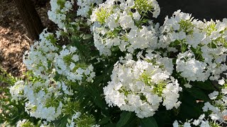 Tall Garden Phlox summer growth cycle with cuttings [upl. by Moishe515]