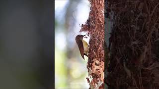 Purple Rumped Sunbird  Leptocoma zeylonica ‍ නිතඹ දම් සූටික්කා bird SriLanka wildlife sunbird [upl. by Toffic]