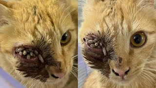 Immense Cuterebra Removed From Kittens Eye Part 17 [upl. by Nylrak]