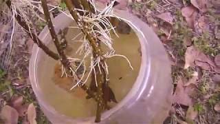 Propagating elderberry by cuttings  Sambucus nigra  IT WORKS [upl. by Lawton]