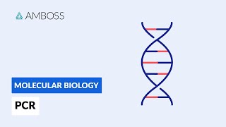 Polymerase Chain Reaction PCR DNA Amplification [upl. by Pfosi]